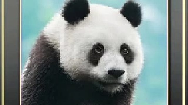 动物的迷惑行为