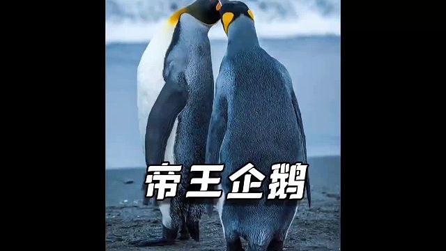 企鹅：没有雄性的爱情就像一盘散沙，风一吹就散了