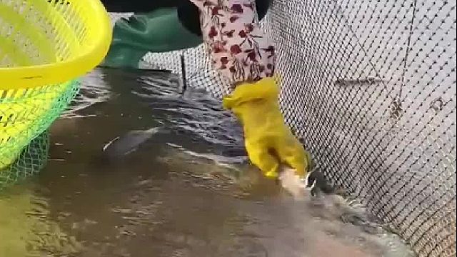 户外赶海抓海鲜