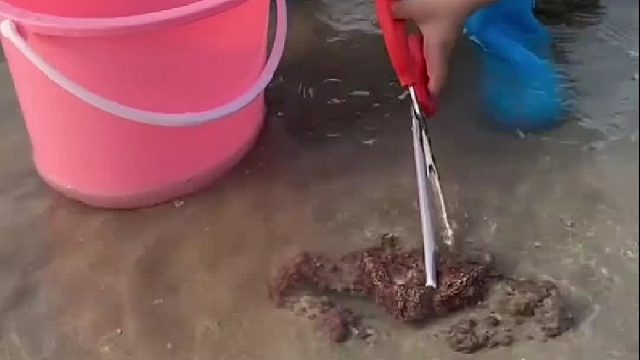 赶海赶海赶海啦