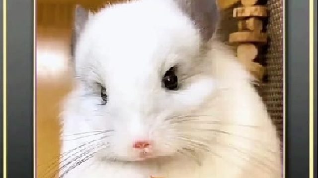 可爱的小型萌宠