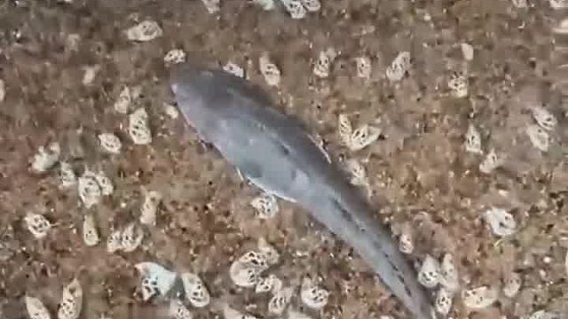 长知识了！花螺居然吃鱼？