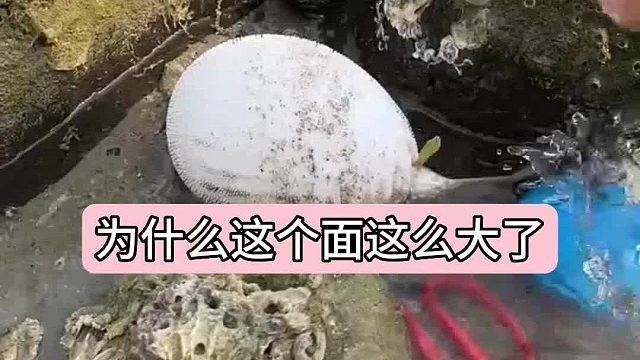 户外赶海抓海鲜