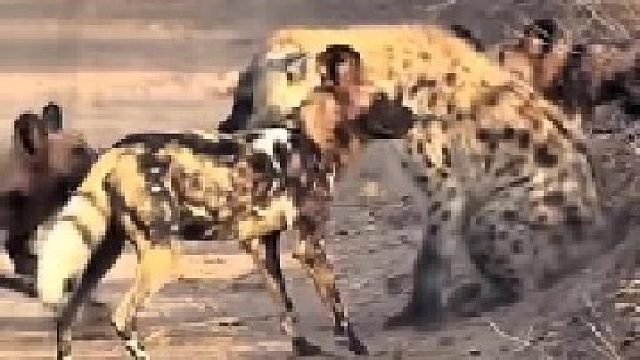 鬣狗放哨时碰到一群野狗，这下有好戏看了