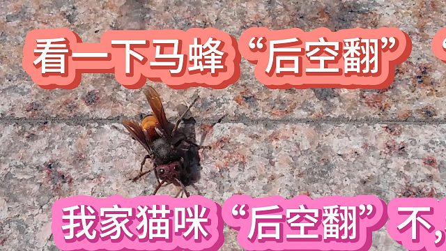 看一下野生蚂蜂“后空翻”一一“没苦硬吃”?我家猫咪不“后空翻”,10月10日 (1)