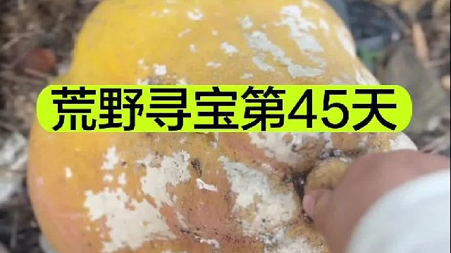 荒野寻宝的第45天