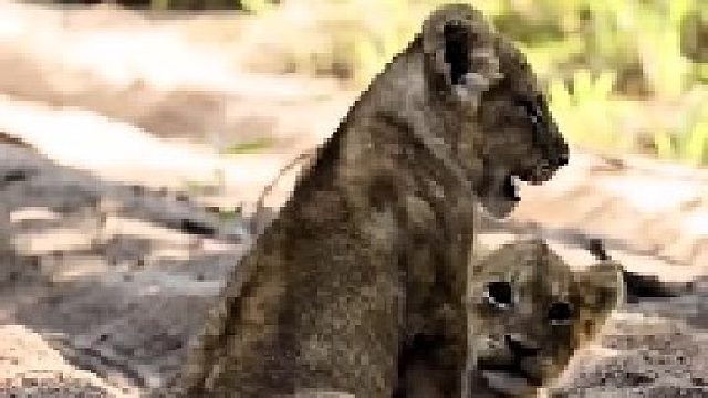 快乐玩耍的小狮子