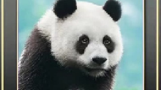 记录可爱的动物