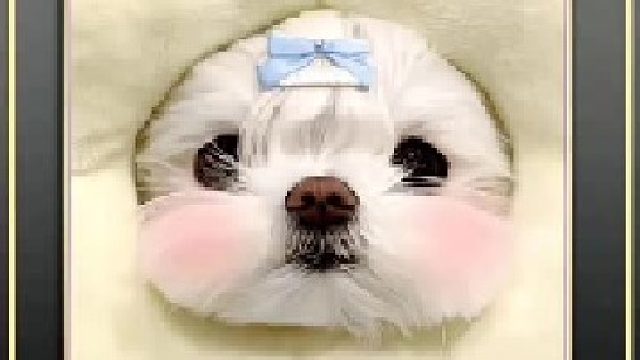 小猫可以治愈一切