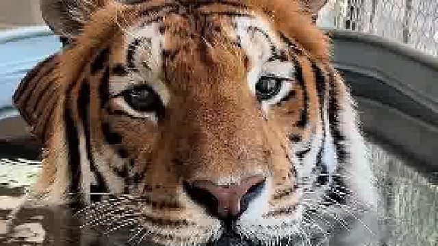 不太聪明的样子