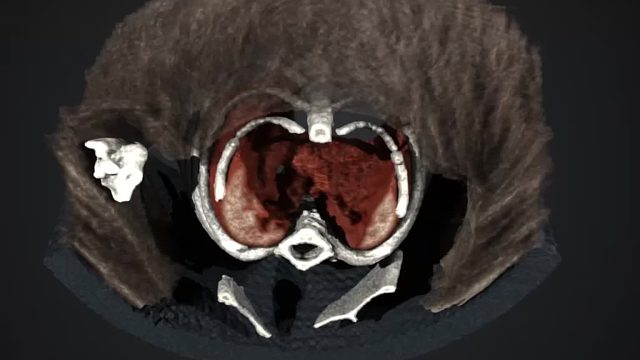 小动物CT-老鼠-naomi-ct-纳奥米科技