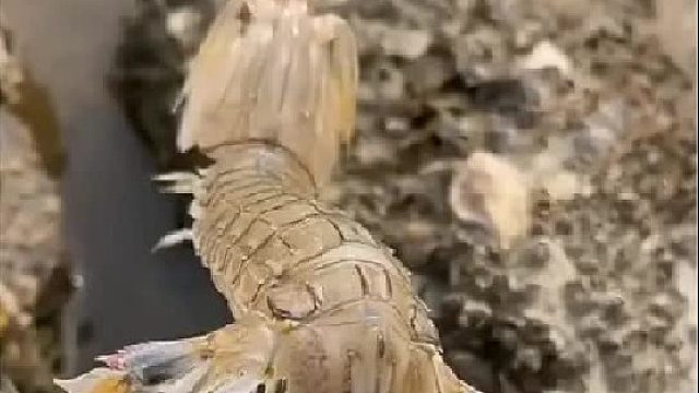 户外赶海抓海鲜