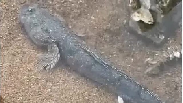 赶海赶海赶海啦