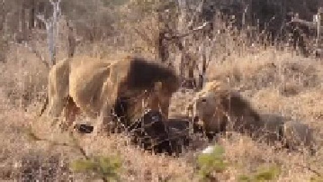 两头雄狮抓单一头水牛