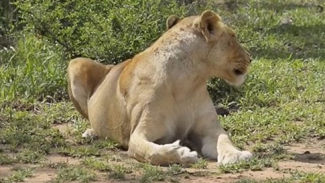 母狮独自离开狮群，顺利产下小狮子