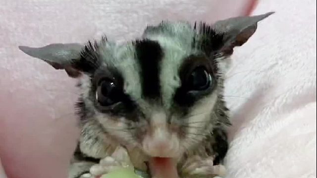 还记得这只小可怜吗？虽然没有了脚脚，但是一点不耽误挠痒痒。