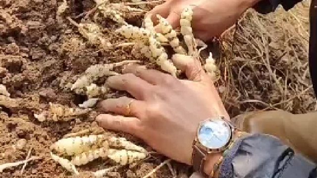 见多识广，知道这是啥不？