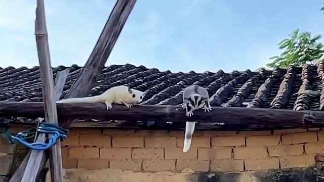 这个世界乱糟糟的，而你们干干净净，可以悬在我的心上，作太阳和月亮。