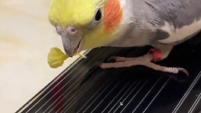 这糖果劲大麻醉