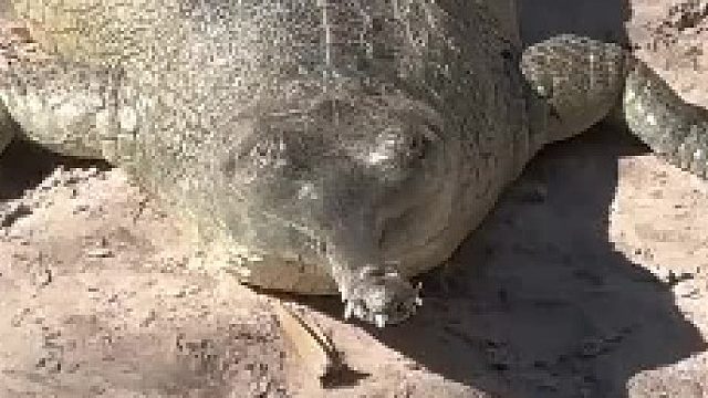 这个小可爱，很招人喜欢