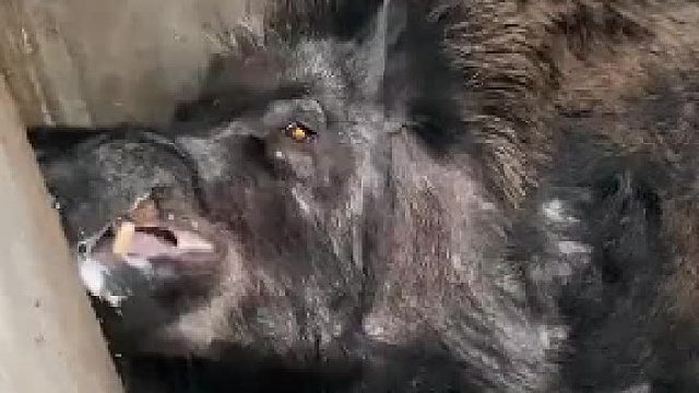 大家看，这是什么猪