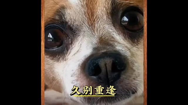 久别重逢，它依然记得你