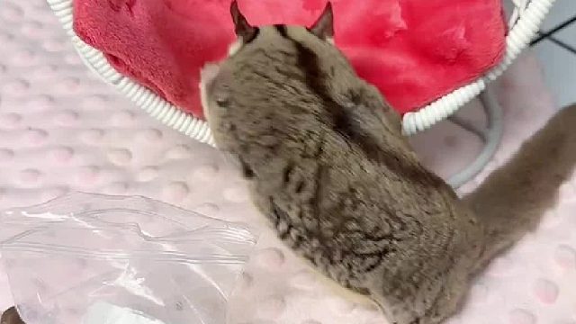 一位gui妇正慵懒地躺在吊椅上享用着美味的晚餐。