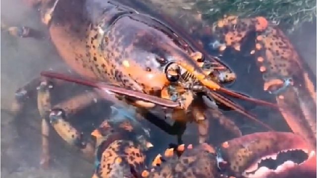 赶海赶海赶海啦