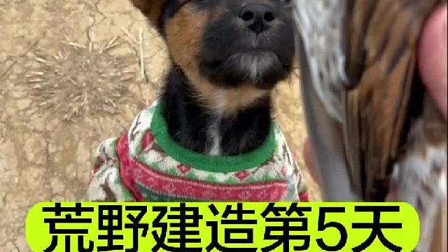 荒野建造的第5天 我们埋葬了过世的小鸟