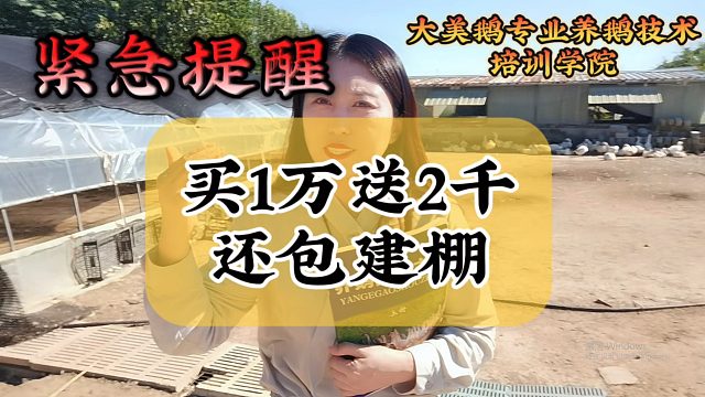 鹅苗1万送2千，还包建棚，是真的吗？