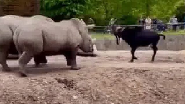 只要底盘低，羚羊敢顶犀。