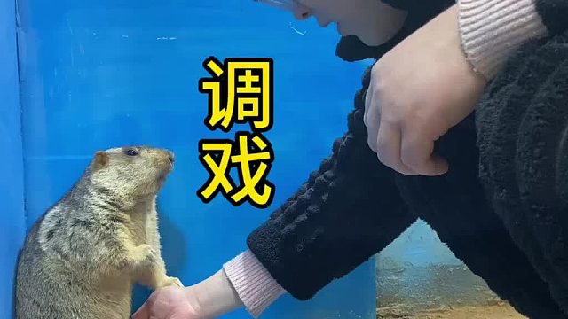 调戏一下