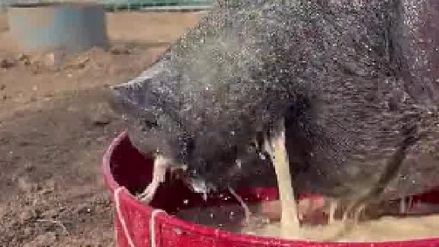 太君，吃，吃，吃，吃吃不得啊