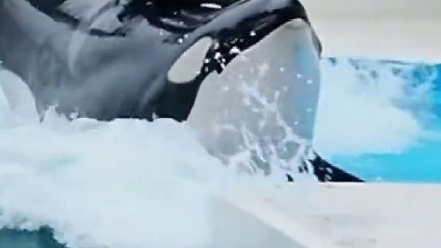 骑着虎鲸上岸那一刻太帅了