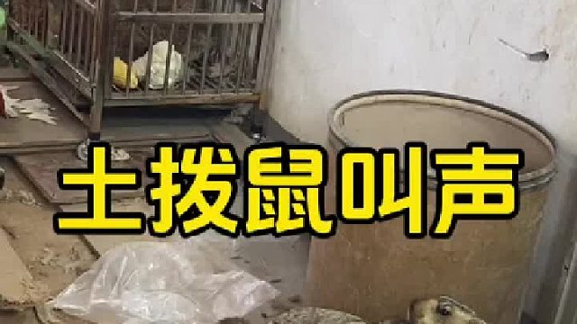 老四这是咋滴了，看见狼了？