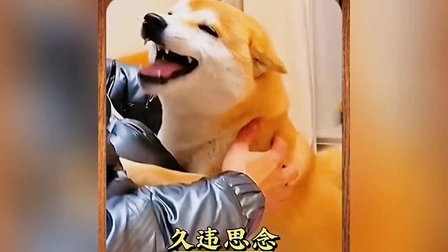 “爱你的人，见你像嗑了药。”