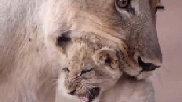 小狮子想在河边玩耍，却被母狮强行带走了