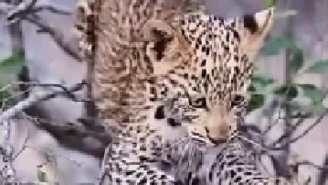 记录可爱的动物