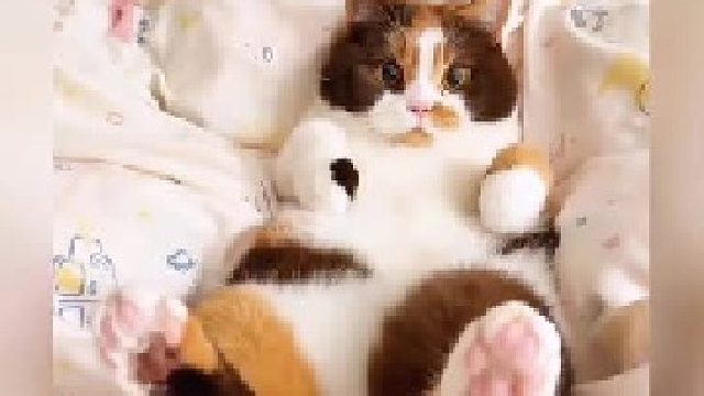 猫猫可以治愈一切