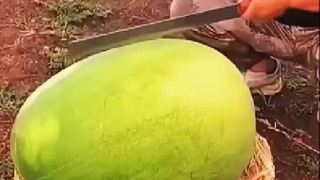 这西瓜是来报恩的吧？