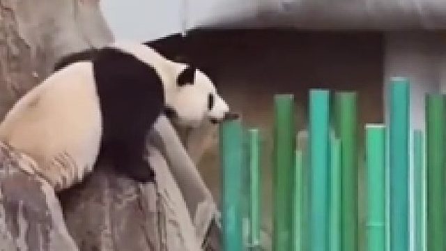 大熊猫：这逼班我是一分钟都不想上