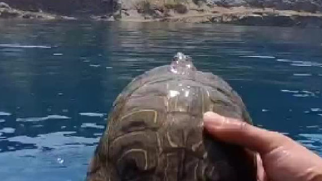 谁还没有一只听话的小宠物