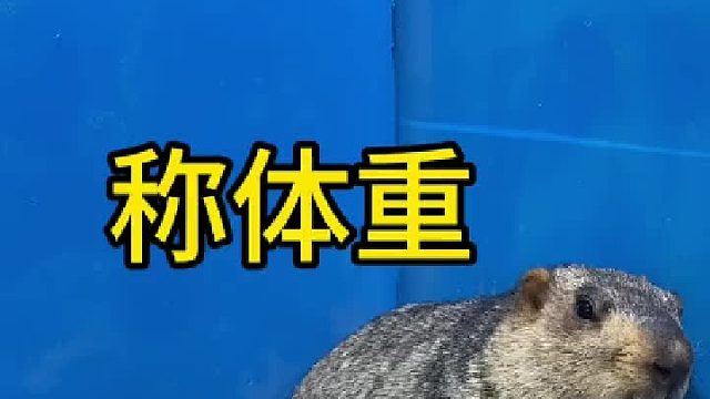 拆拆 瘦了些，不然更重一点。