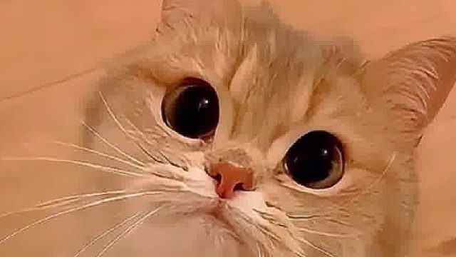 沉浸式体验猫咪带来的治愈感