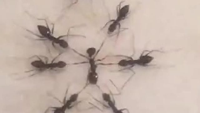 好残忍………为啥要这样