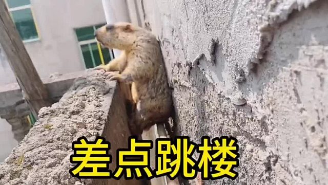 还好摸它屁股不瞎折腾，生怕它掉下去。