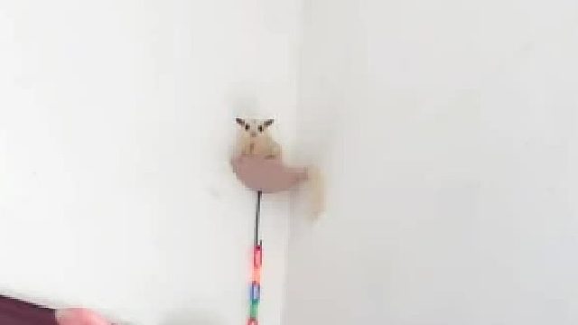 这家伙还要我带出去玩，一开笼子门就跳我头上