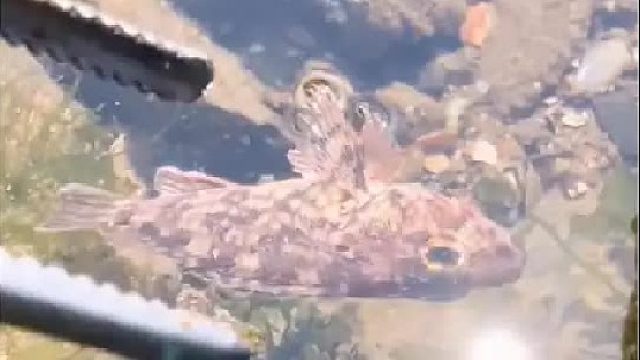 户外赶海抓海鲜