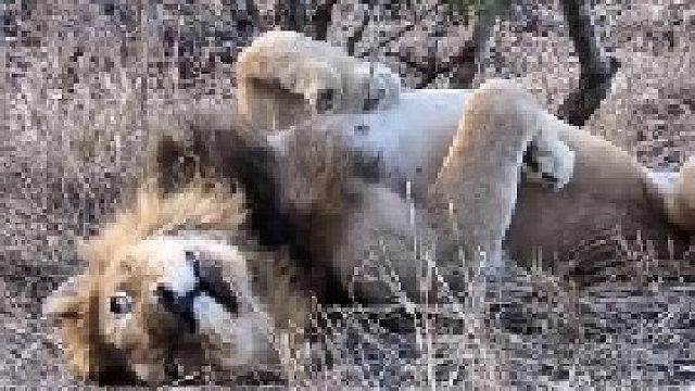 这还是狮王吗？简直就是一只大猫咪！