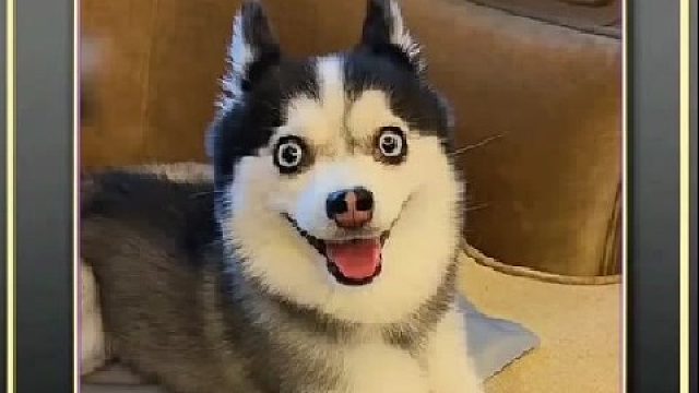 动物们的冷知识